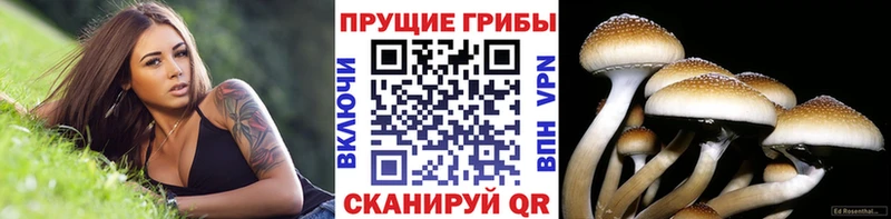 Купить закладки  Тавда  Псилоцибиновые грибы GOLDEN TEACHER 